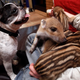 Illustration for article titled Oh God This Bulldog Adopted Piglets